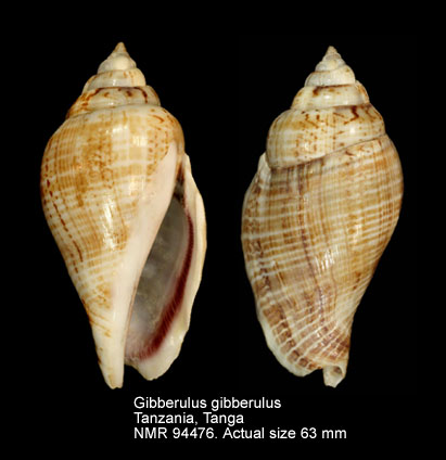 Gibberulus gibberulus (7).jpg - Gibberulus gibberulus (Linnaeus,1758)